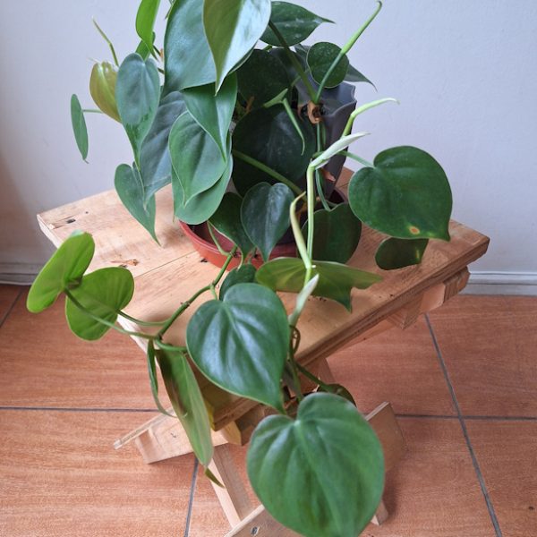 Filodendro hiedra corazón $12.000
